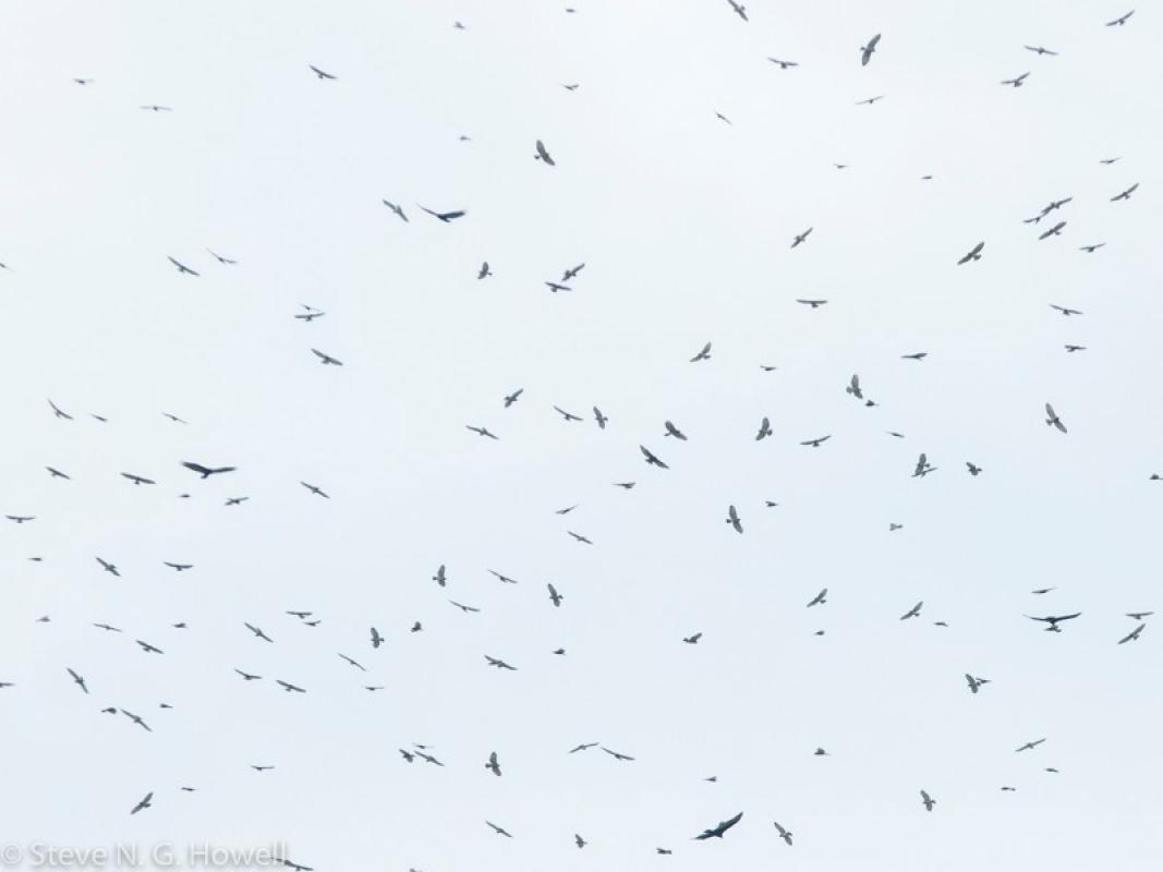 Hawks fill the sky