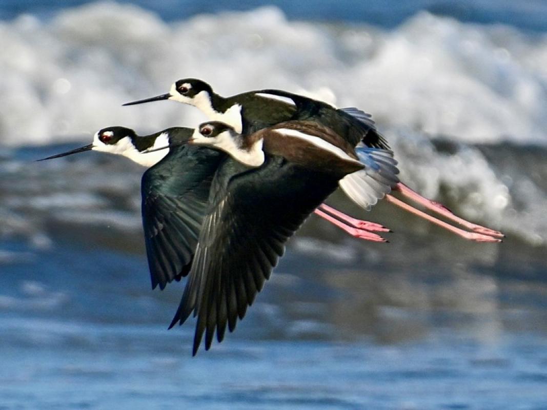 Black-necked Stilts