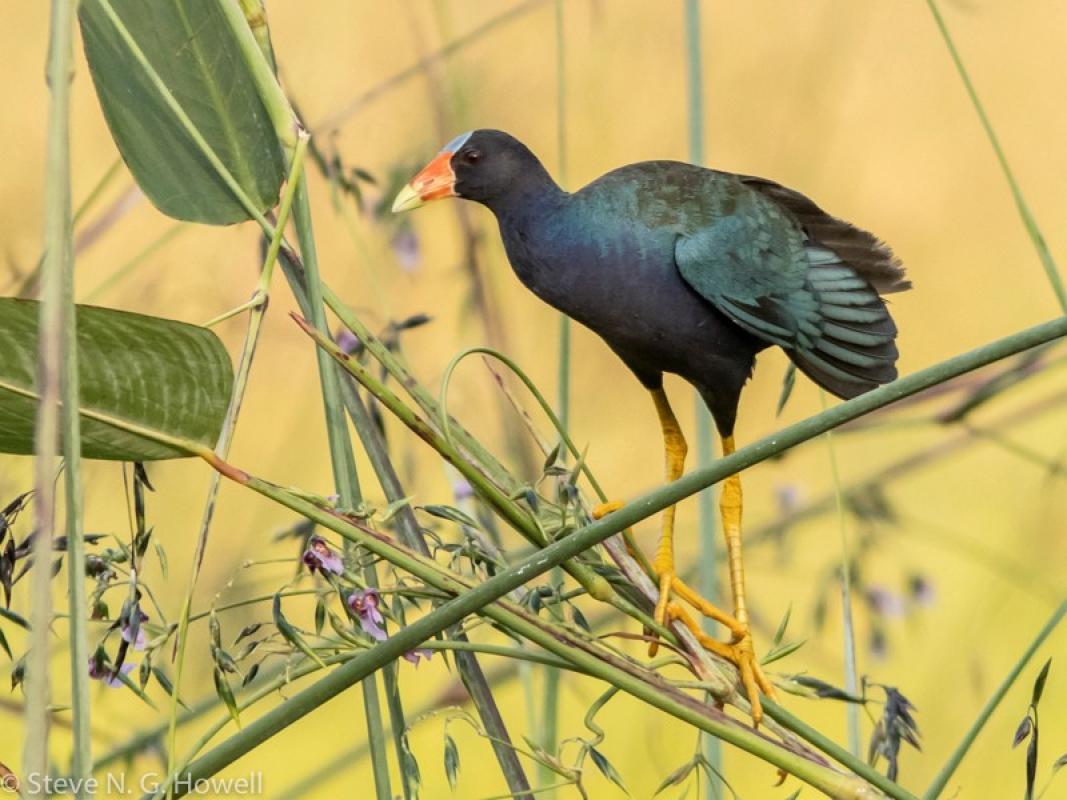 Purple Gallinule