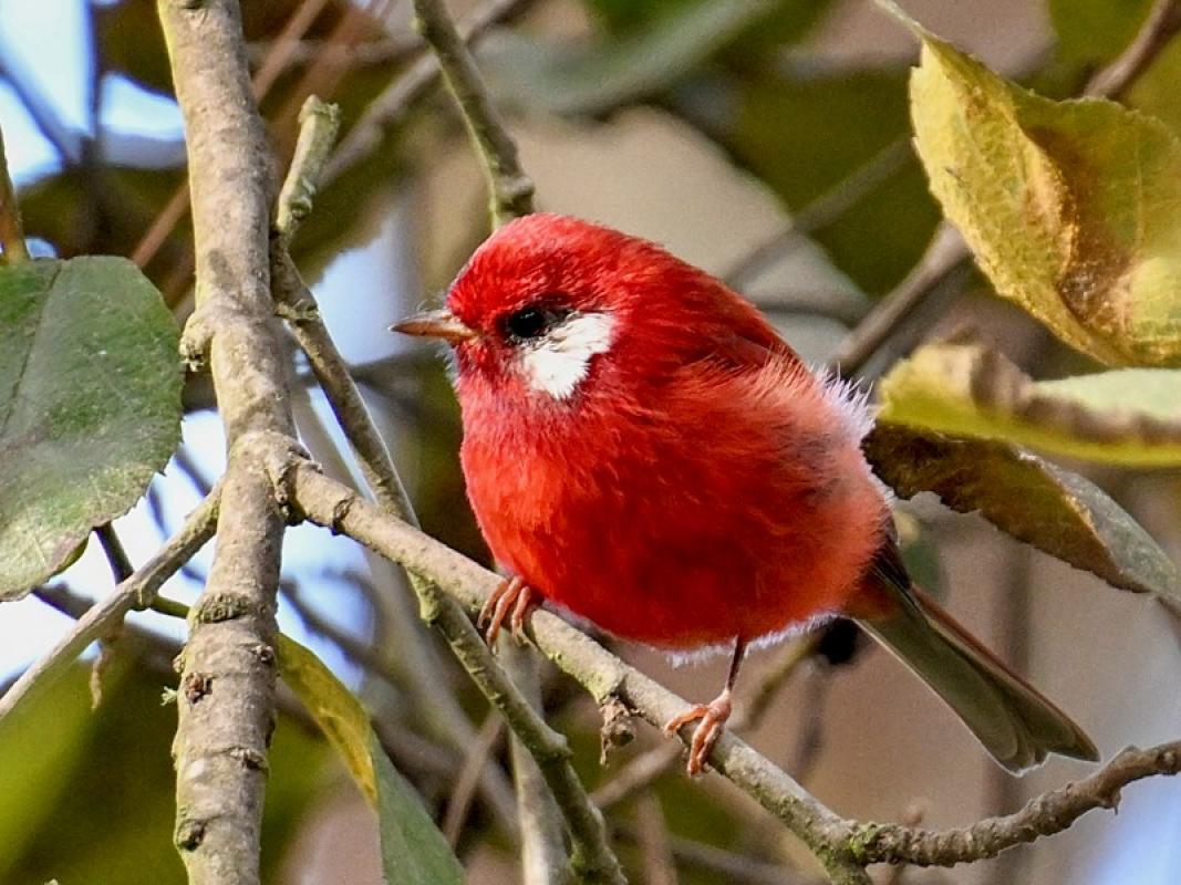 Red Warbler
