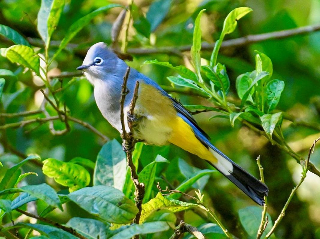 Gray Silky-flycatcher