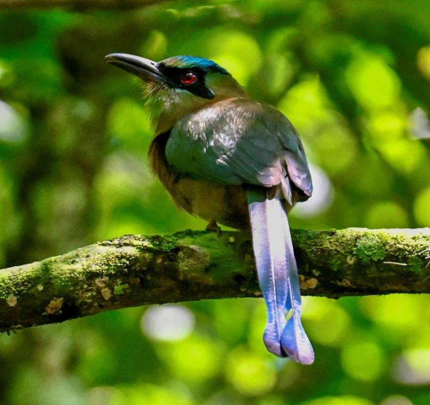 Blue-capped Motmot