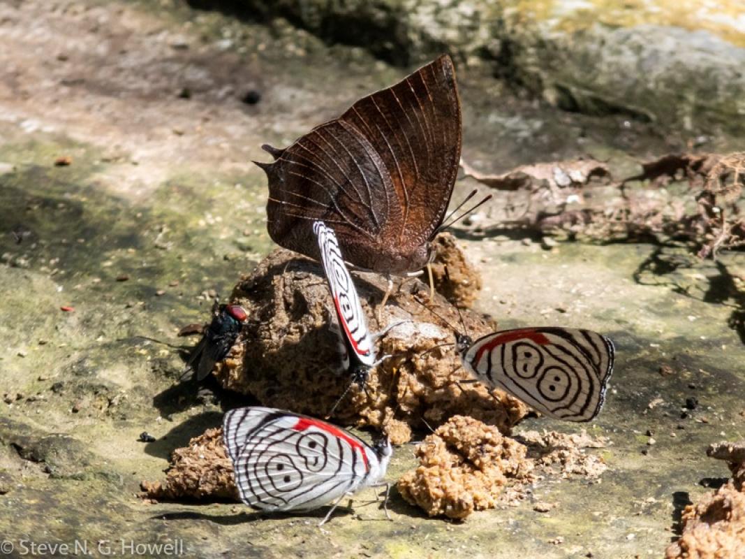 Anna's Eighty-eights and a Pointed Leafwing
