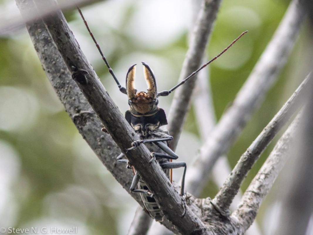 Callipogon beetle
