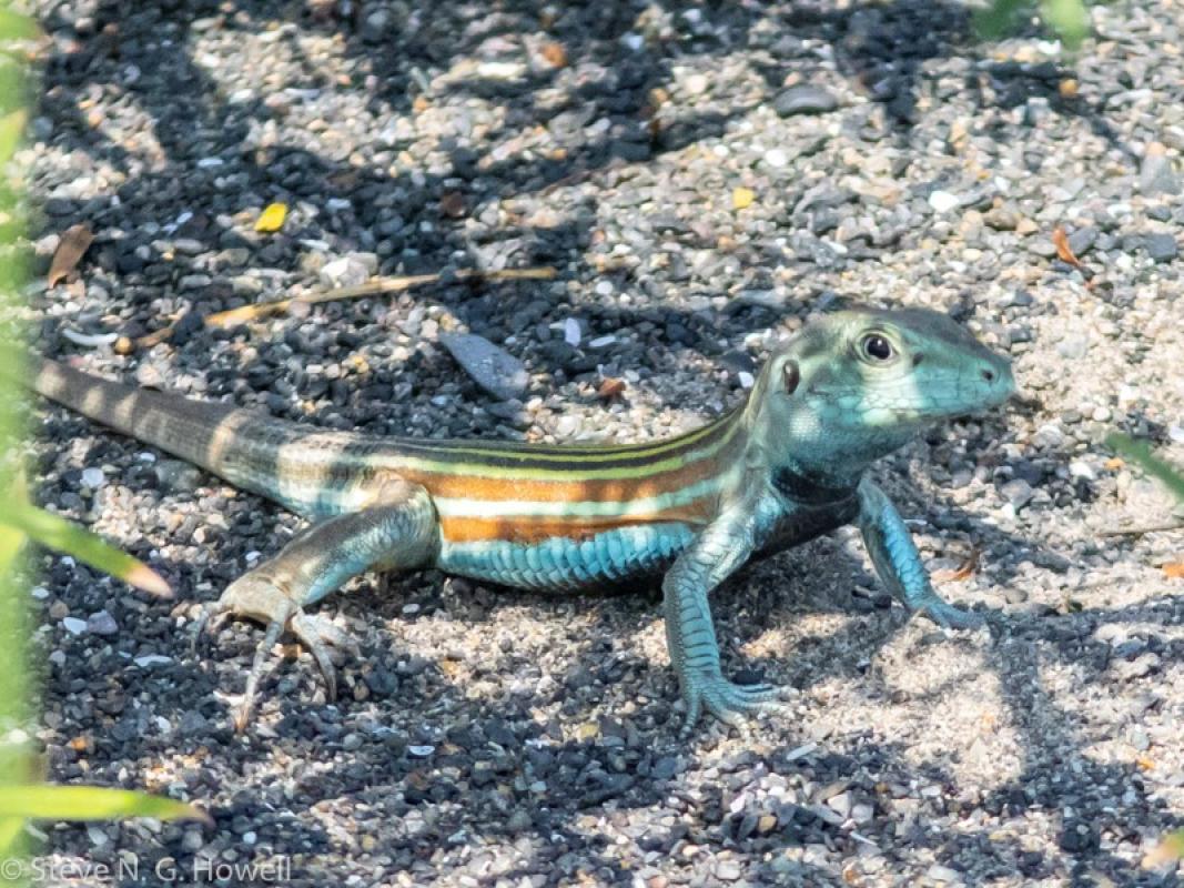 Blackbelly Racerunner