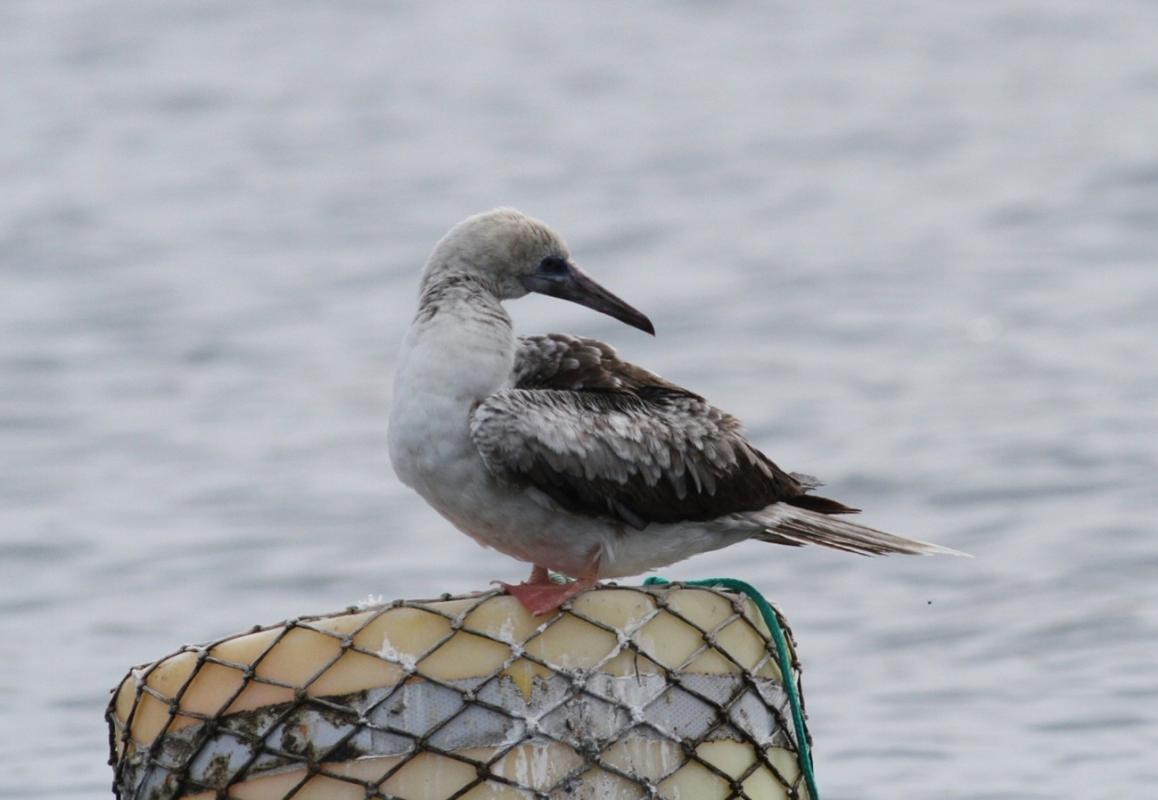 Red-footed Booby