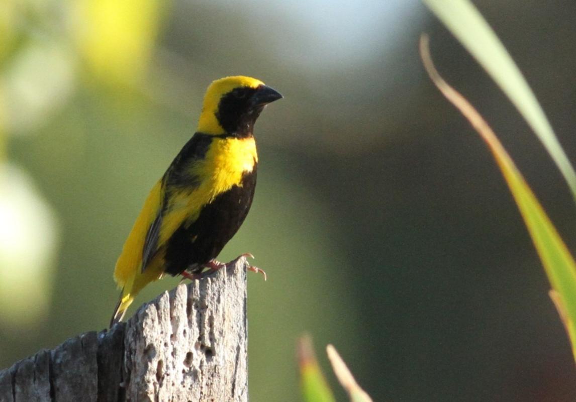 Yellow-crowned Bishop