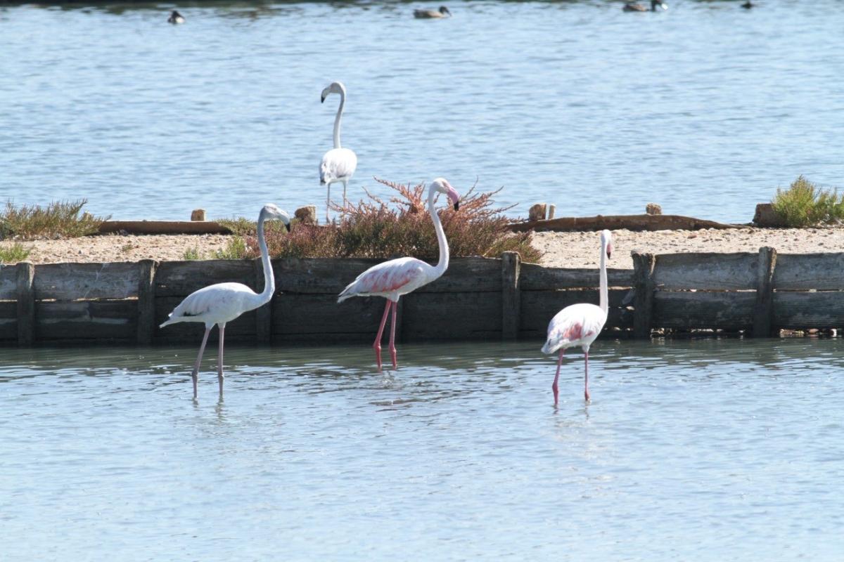 Greater Flamingos