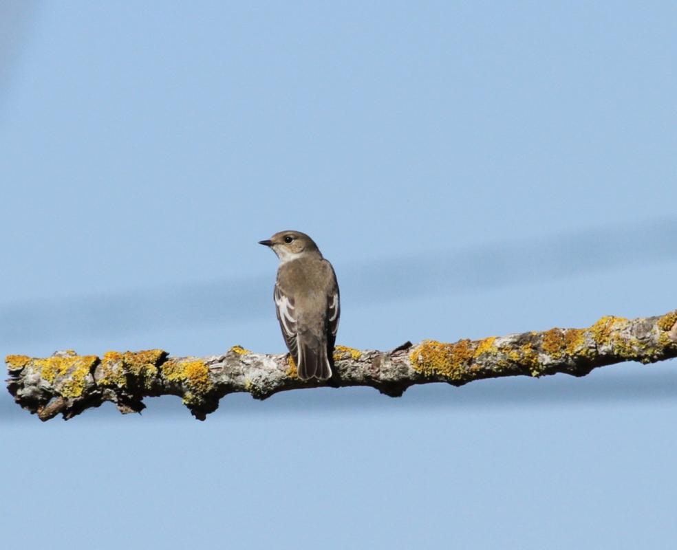Pied flycatcher