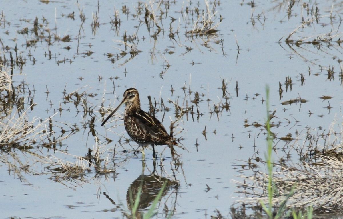 Common Snipe