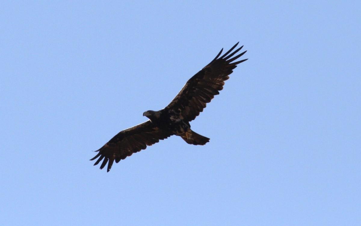 Iberian Imperial eagle