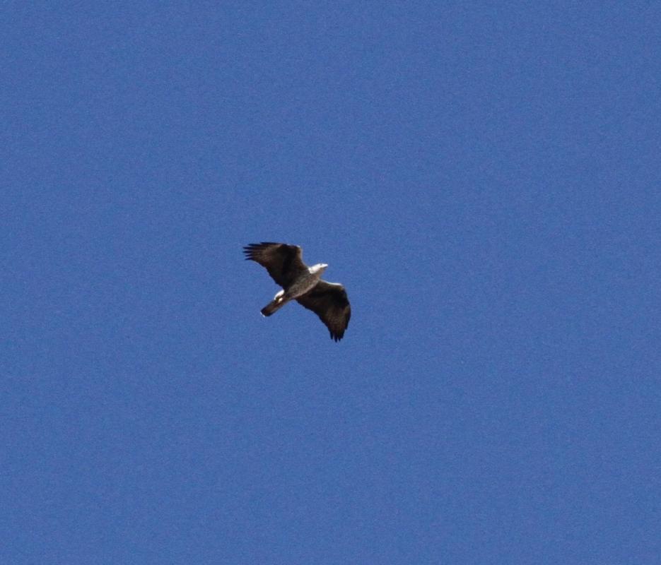 Bonelli's eagle