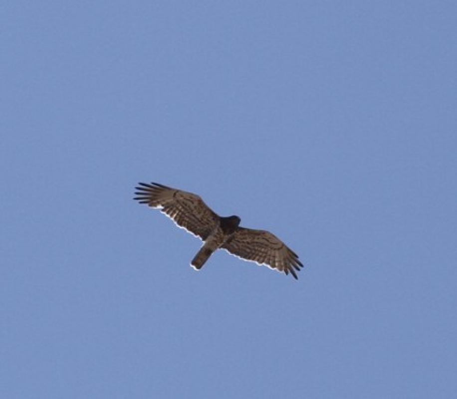 Short-toed eagle
