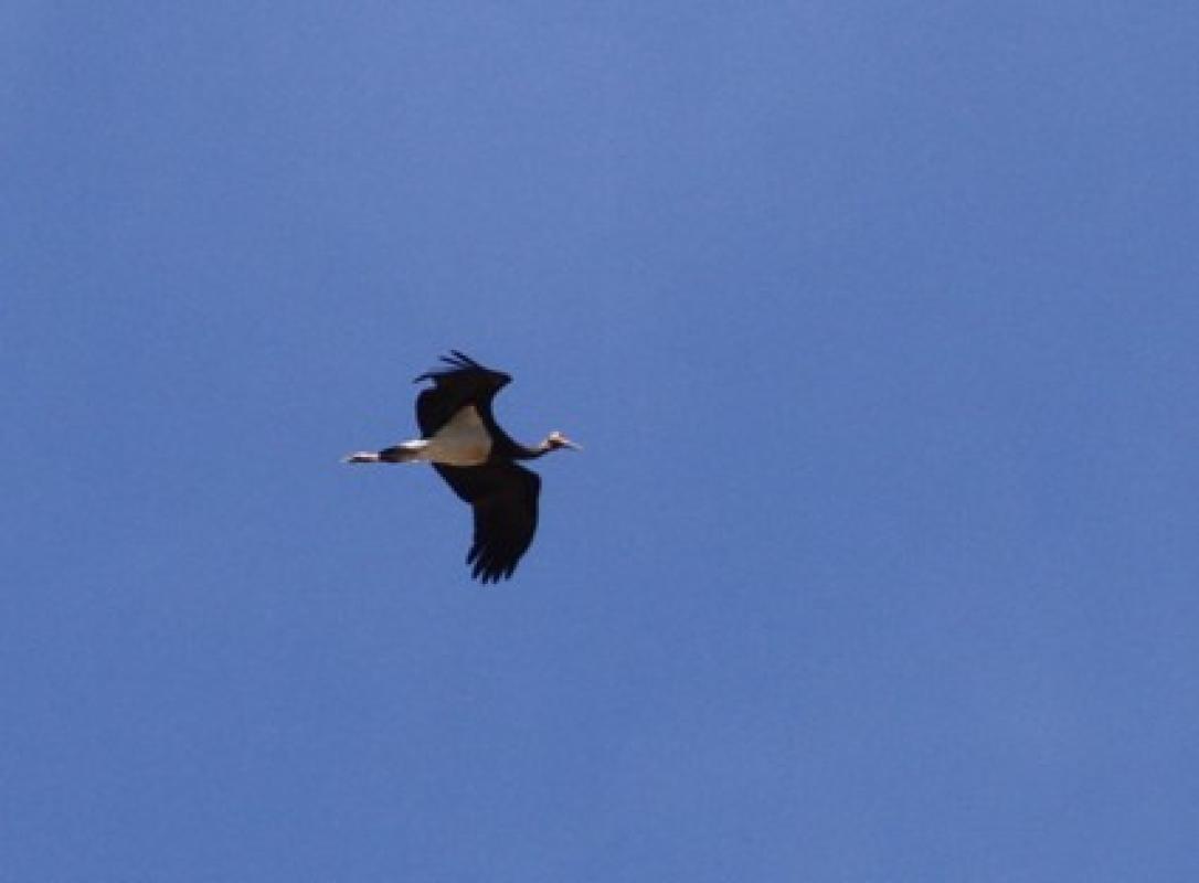 Black stork