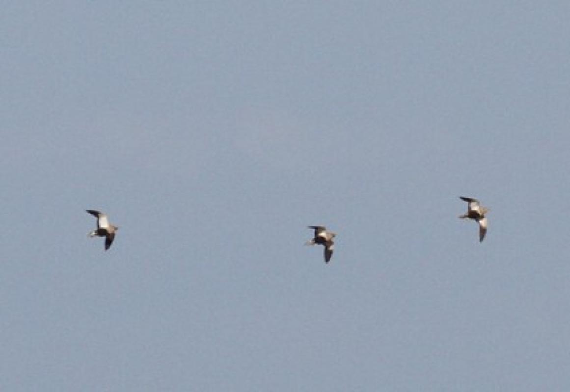 Black-bellied sandgrouse
