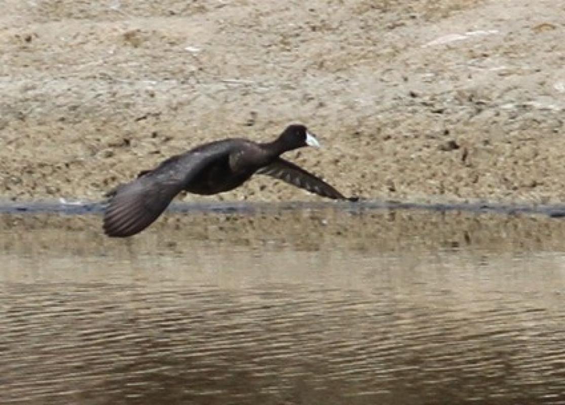 Red-knobbed Coot
