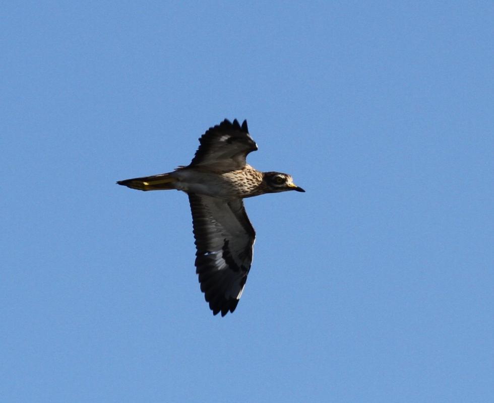 Stone-curlew