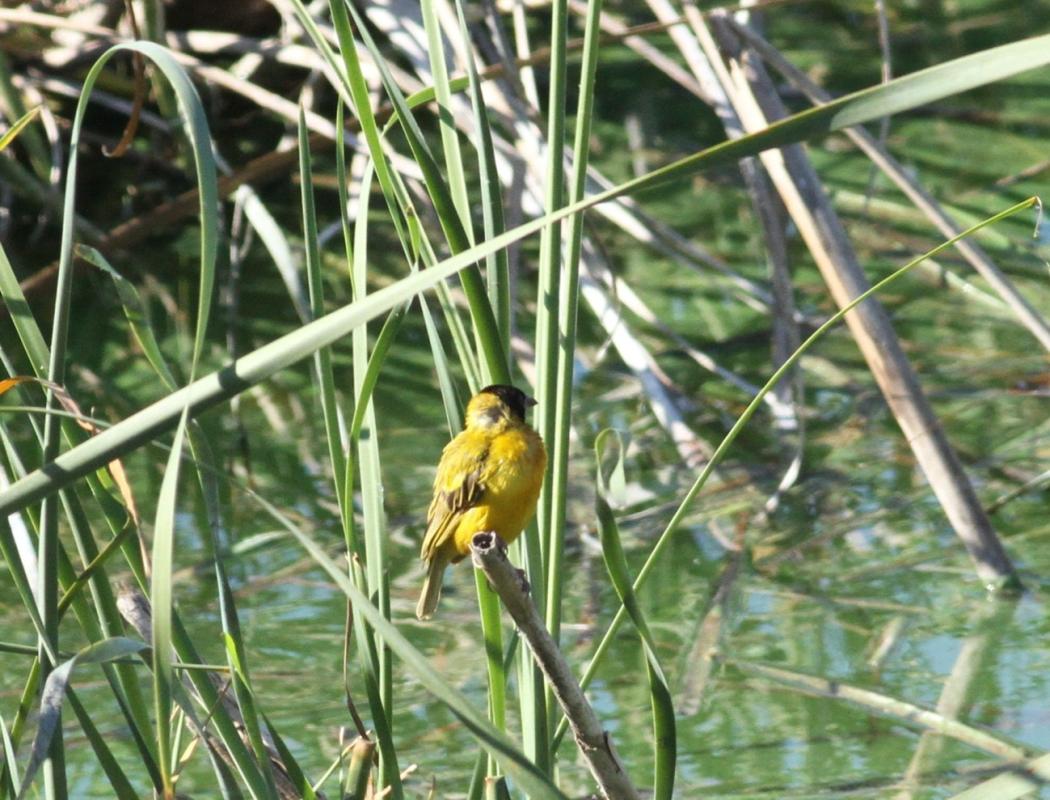 Black-headed weaver