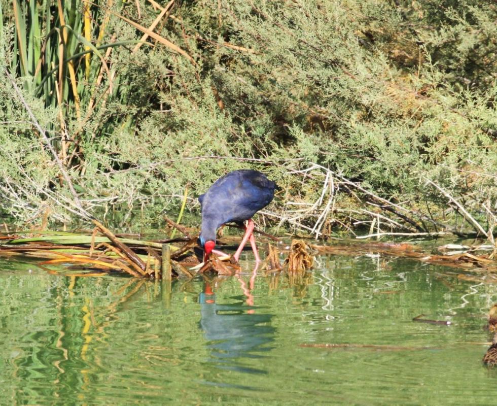 Purple swamphewn