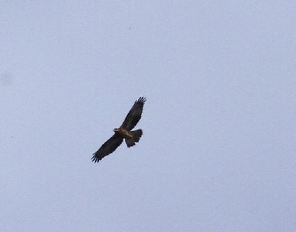 Honey buzzard