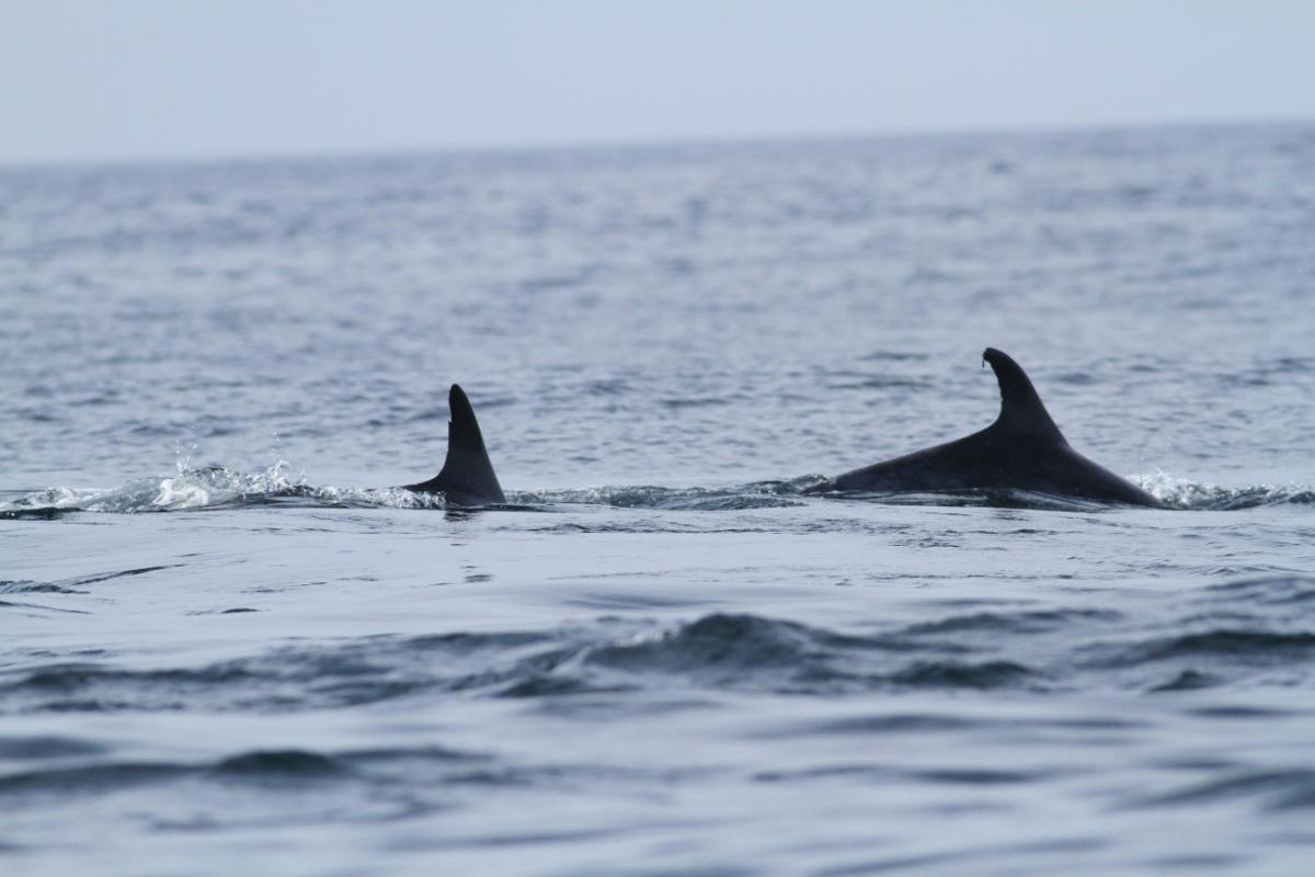 Bottlenose Dolphins