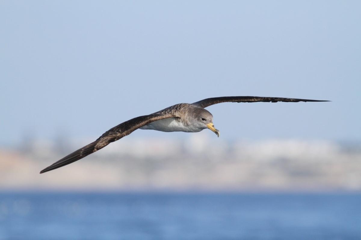 Cory's shearwater