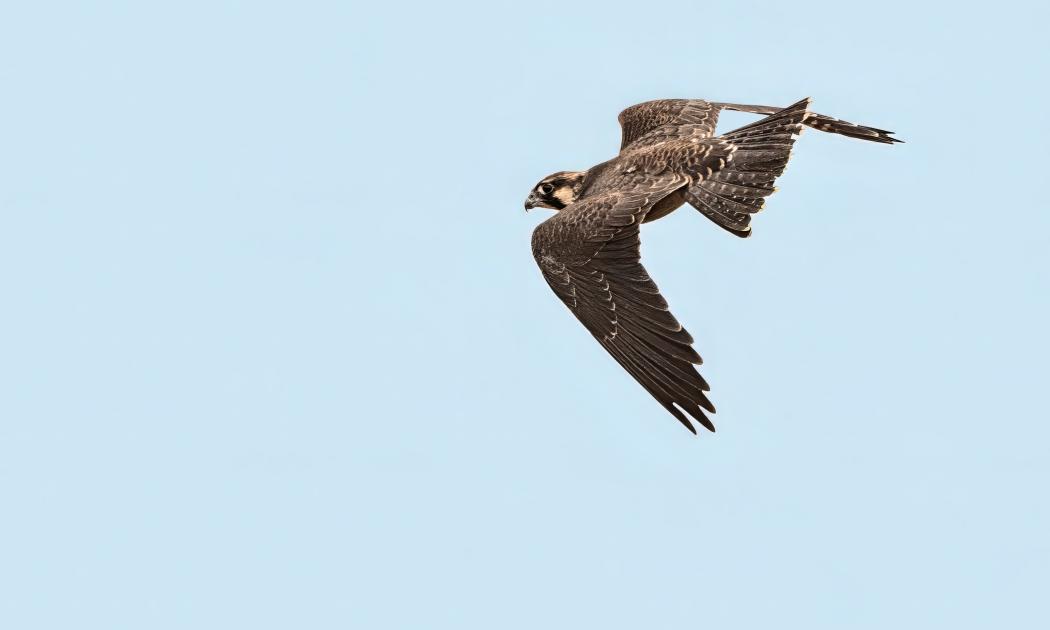 Image for News from New Jersey: Cape May 