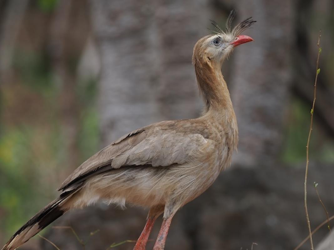 When this Red-legged Seriema began his yelping call at close range, it was deafening yet delightful.