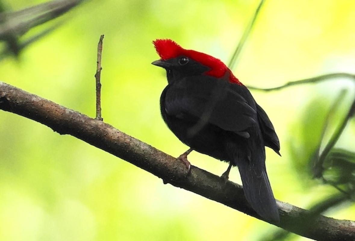 The Helmeted Manakin never fails to elicit gasps of admiration when they fly in quickly and land in plain sight.