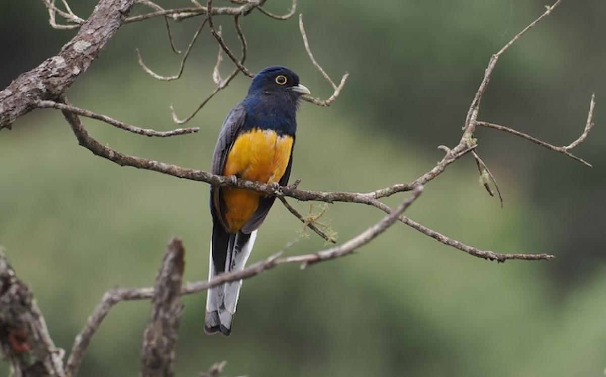 Seeing two male Surucua Trogons so far from the forest was a treat.