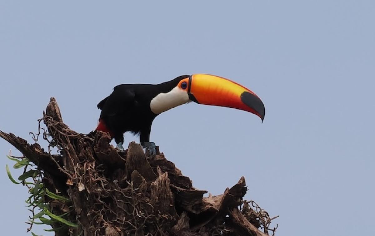 Toco Toucan Toco Toucans were seen on all but two days of the tour.