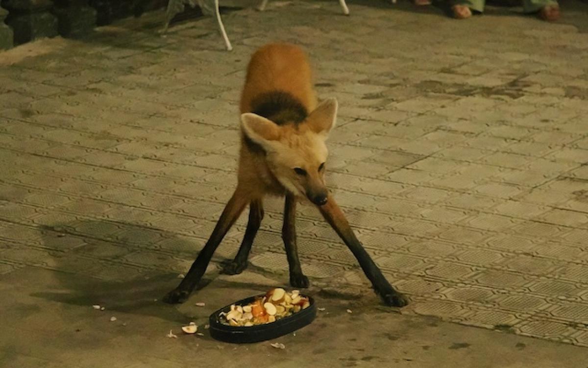 The Maned Wolves have been coming to food placed in front of the church at Caraça for over 40 years, starting with this female's ancestors. Their long legs aren't well signed for kneeling, as this feeding posture shows.