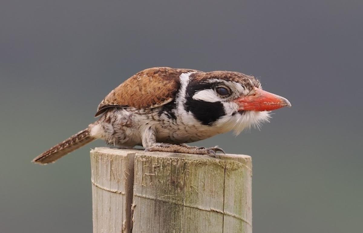 This White-eared Puffbird and its mate hunkered down on their roadside fenceposts, presumably thinking they would be overlooked by us as we walked by.
