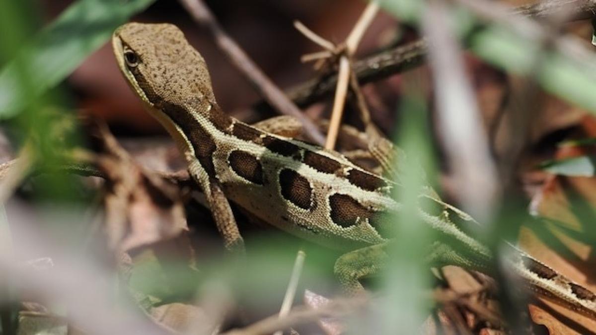 We paused for many interesting insects, flowers, and even a few reptiles, such as this regionally endemic Two-lined Fathead Anole.