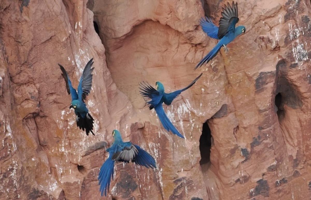 We spent over an hour watching many pairs of Indigo Macaws arrive at their nesting cliffs, where they socialized and reaffirmed their pair bonds.