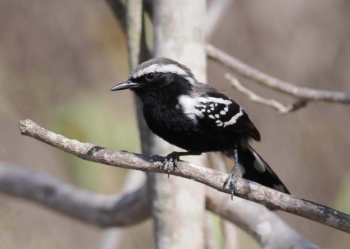 Black-bellied Antwren was among many charming birds we spotted in the dry caatinga habitat of northern Bahia.