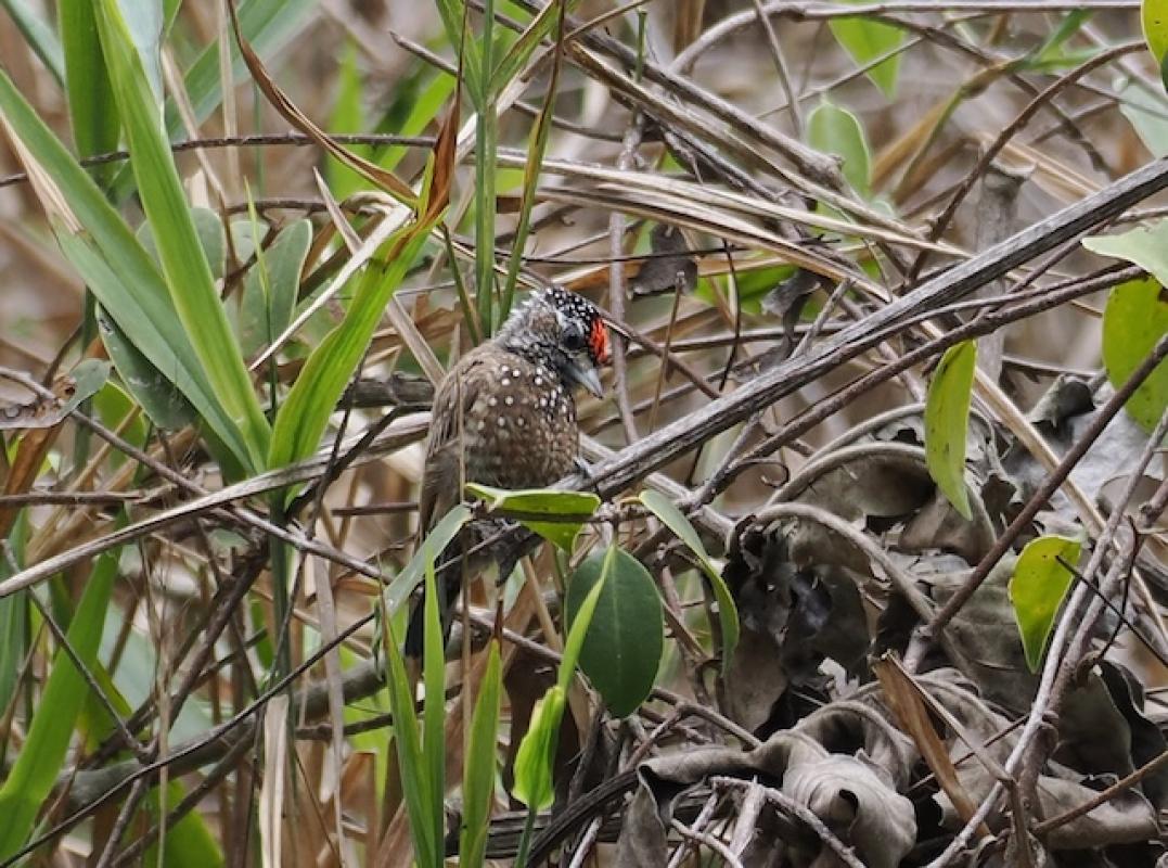 We saw several Spotted Piculets in all parts of the state, and a woodpecker this small must be seen to be believed.