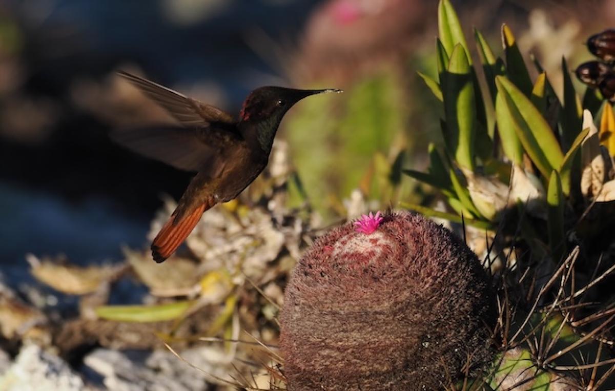 We spend a late afternoon on a rocky outcropping that was abuzz with four species of hummingbirds feeding on the nectar offered by a large population of Melocactus ernestii, here a Ruby-topaz Hummingbird.