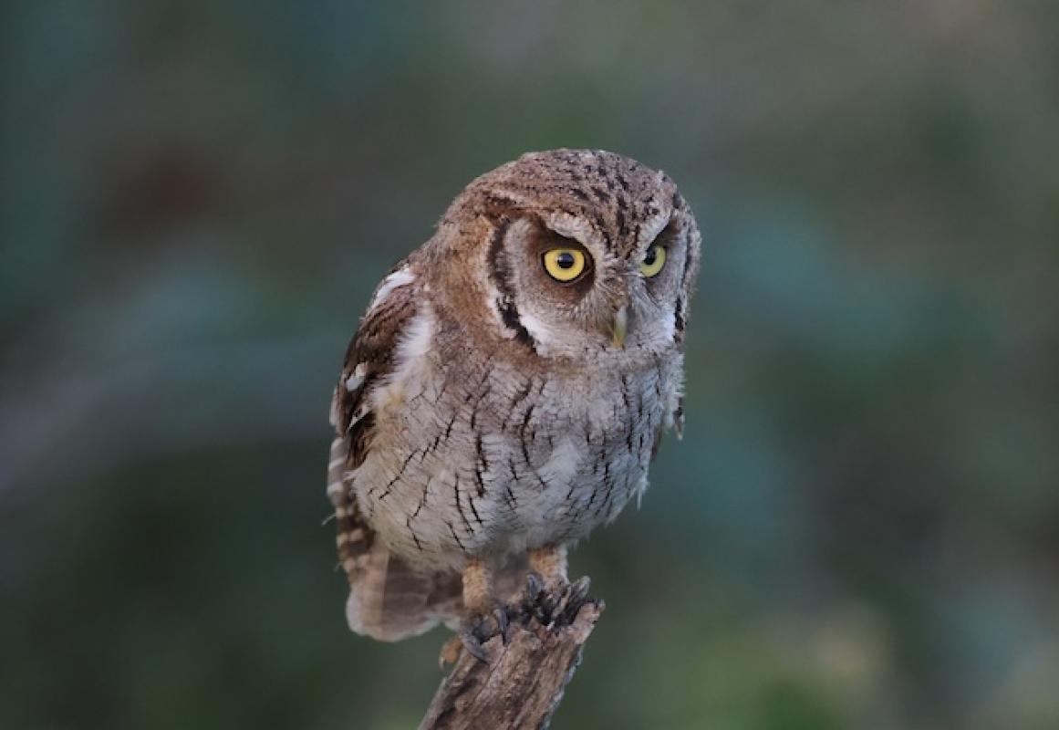This Tropical Screech-Owl must have had insomnia and wasn't afraid of the mob of tanagers, flycatchers, and hummingbirds that protested its presence.