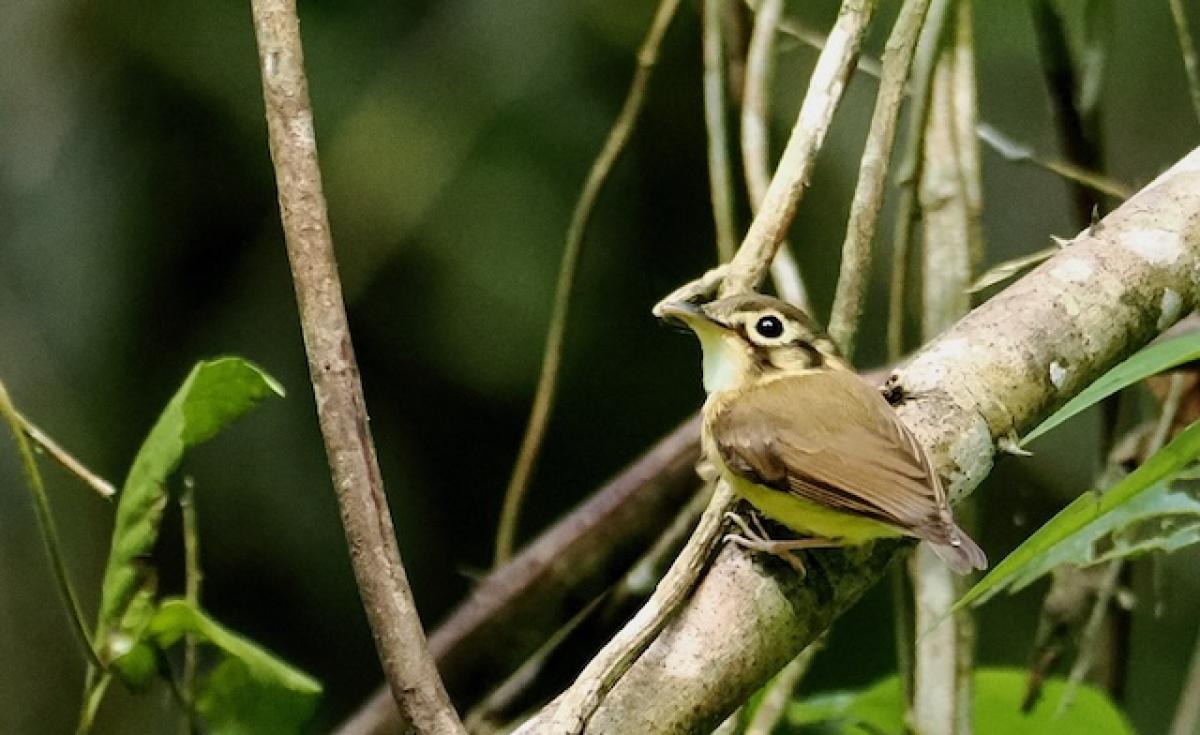 The adorable White-throated Spadebill can be difficult to see well, so we were pleased that this individual was so confiding.