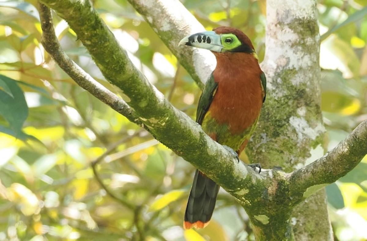 The female Spot-billed Toucanet is just as stunning as the male.