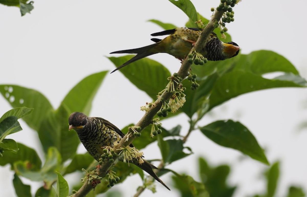 It was a shock to suddenly see these two Swallow-tailed Cotingas fly in out of nowhere and begin feeding on the fruit just above the road where we had been watching a Spotted Piculet.