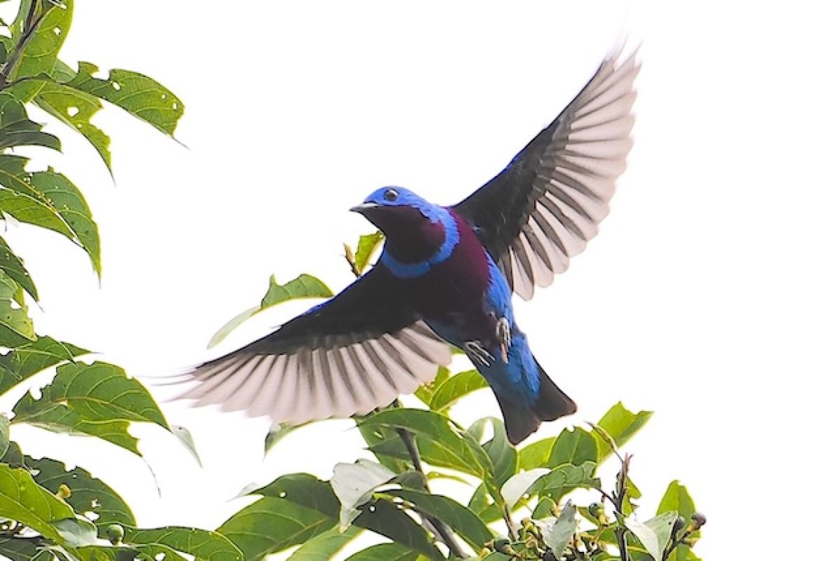 It took patience, but Banded Cotingas finally flew into their stake-out fruiting tree, never a guarantee for this stunning and very rare bird.