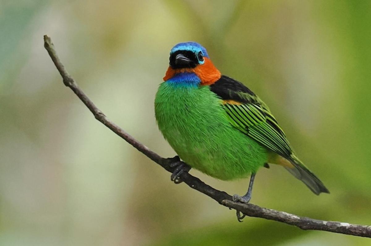 Red-necked Tanagers were abundant and a delight to see at the bananas that the staff at Serra Bonita would put out several times a day.