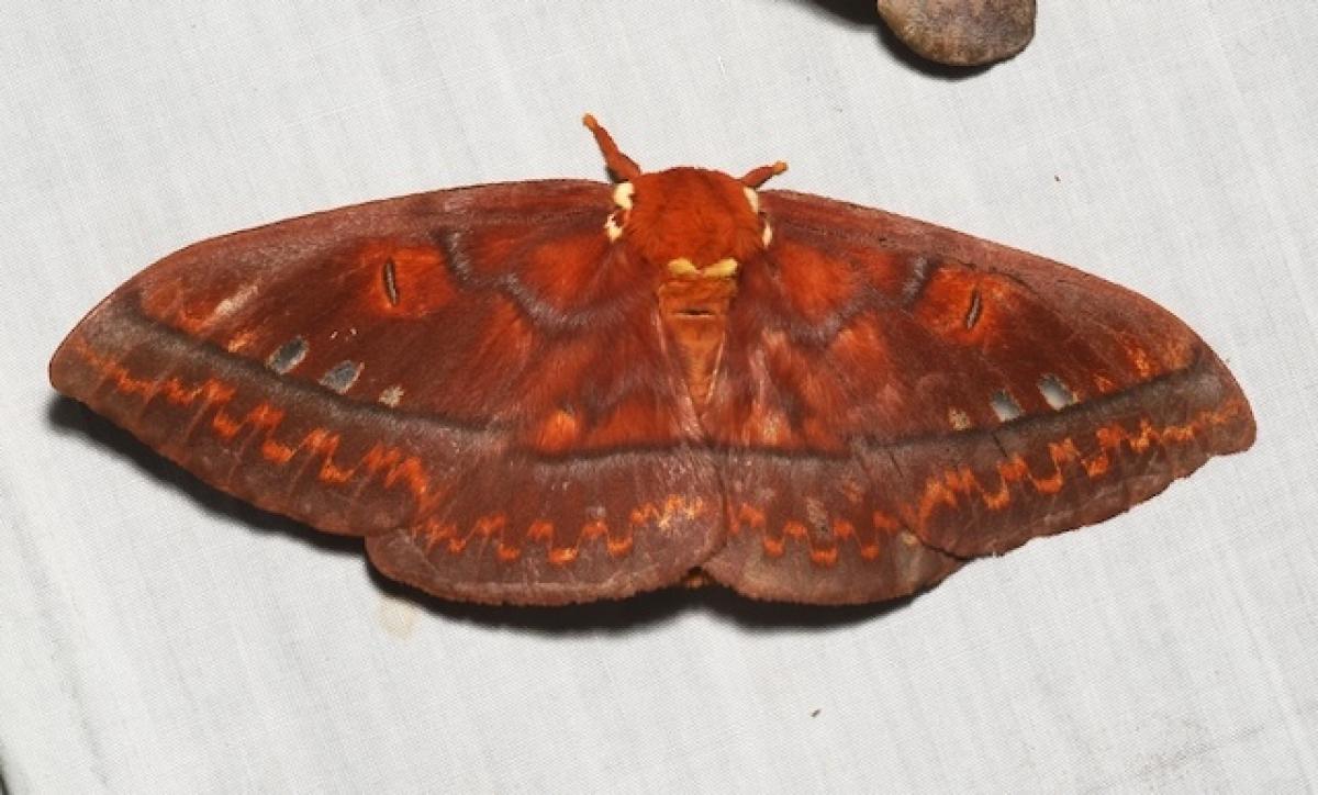 After a tour of Vitor Becker's famous research collection of moths, we marveled at the diversity that were attracted to lights on our nights at Serra Bonita. This Procitheronia principalis royal silkmoth was one of the larger and fancier ones we saw.