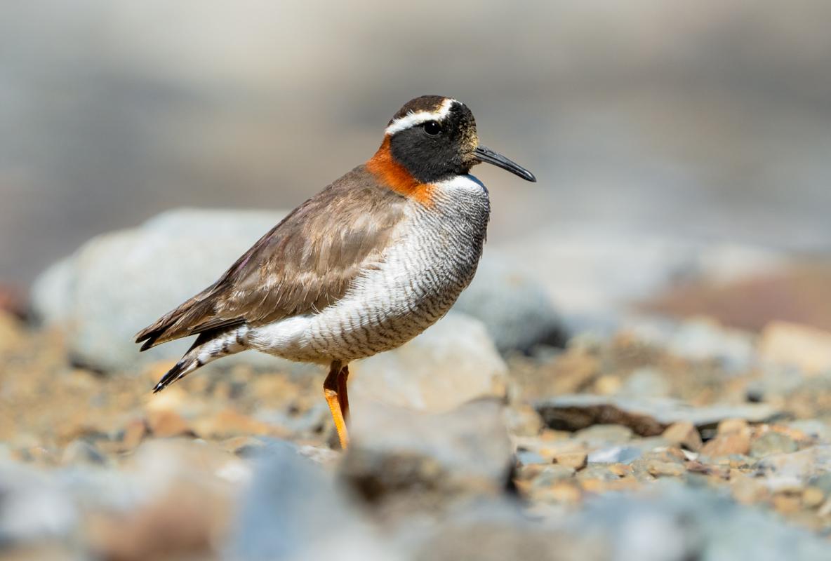 Diademed Sandpiper-plover