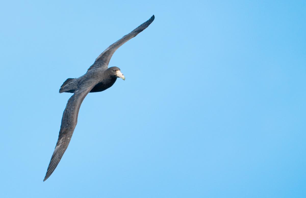 Southern Giant Petrel