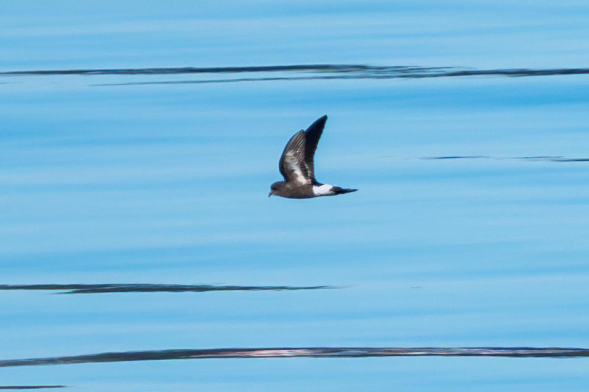 Pincoya Storm-petrel