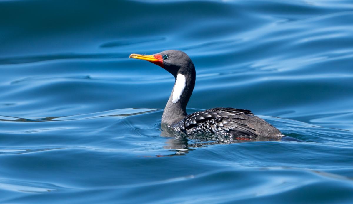 Red-legged Cormorant
