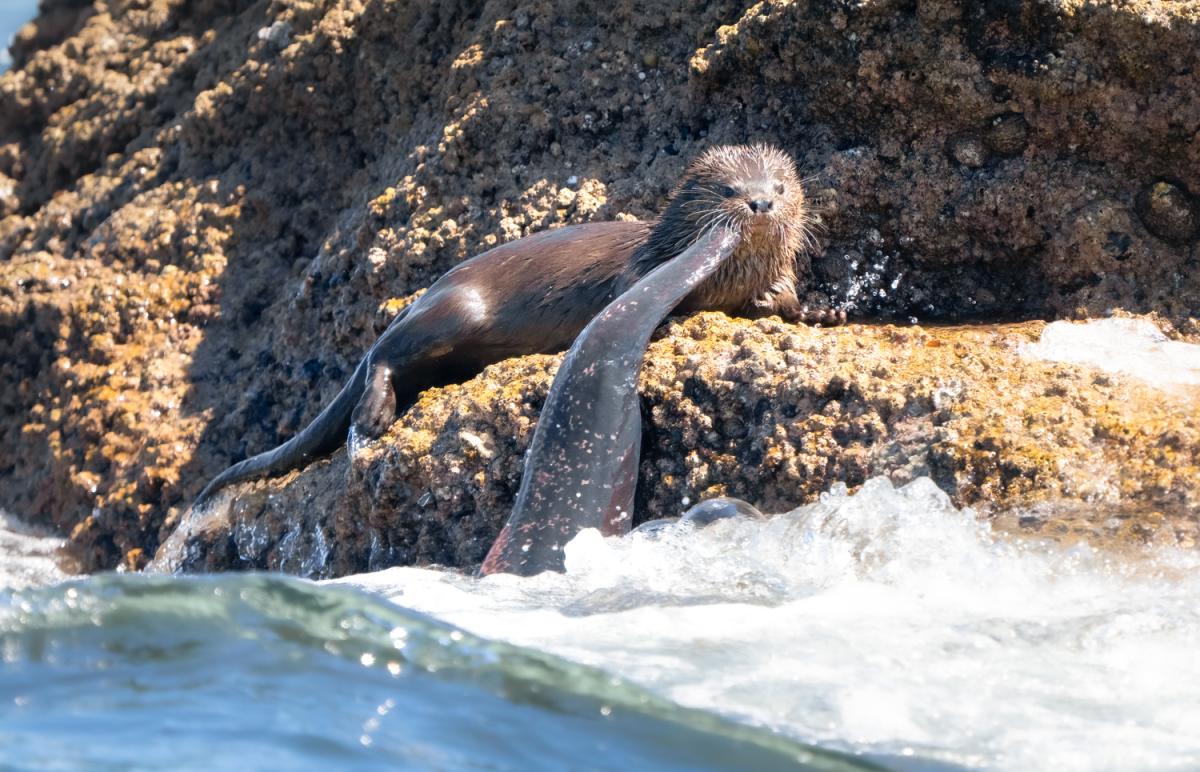 Marine Otter wrangling a Red-cusk Eel